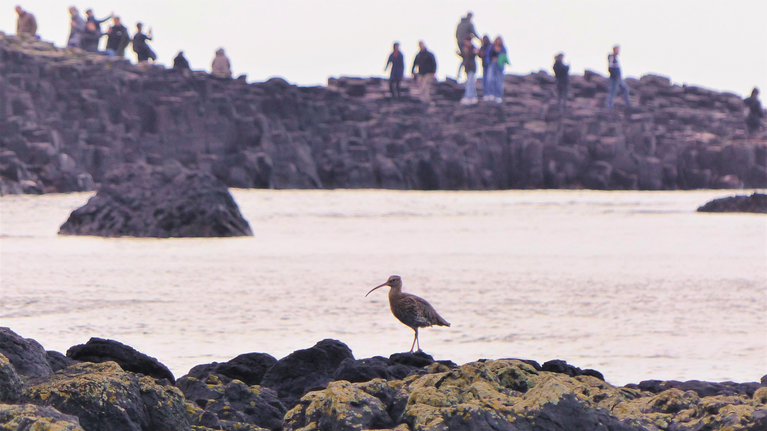 Curlew resting in Port Noffer, with visitors exploring the iconic basalt columns in the background under an overcast sky